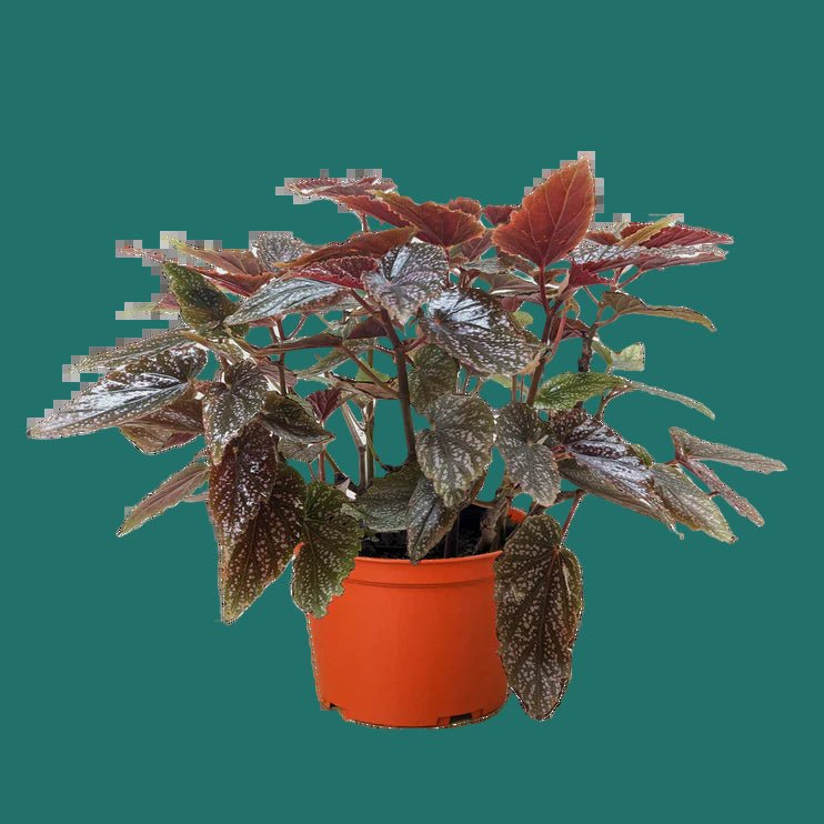 begonia house plants pictures Begonia Corallina | Tropical Houseplants