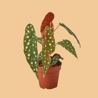 Potted Polka-dog Begonia plant with green leaves and red flower on a peach background from House of Agave.