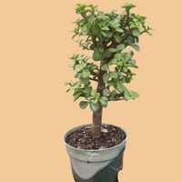 Small potted plant held by a hand against a white background