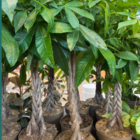 Pachira aquatica, Braided Money Tree