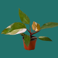 Potted Pink Princess Philodendron houseplant with green and pink leaves on a green background from House of Agave.
