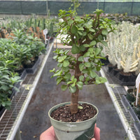 Small potted Elephant Bush bonsai plant held in a hand with a greenhouse setting in the background