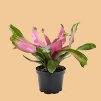 Potted Bromeliad plant with pink and green leaves on a peach background.
