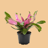 Potted Bromeliad plant with pink and green leaves on a peach background.