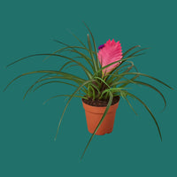 Potted Bromeliad Pink Quill plant with a pink flower on a green background from House of Agave.