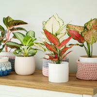Fiddle Leaf Fig, Ficus Lyrata Plant