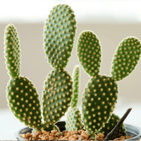 Green Bunny-Ear cactus plant with small spines on a blurred background.