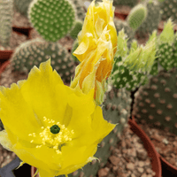 Close-up of a yellow cactus flower with green cacti in the background from House of Agave.