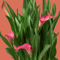 Bouquet of pink calla lilies with green leaves on a white background