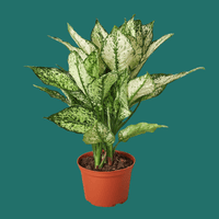 Potted Aglaonema First Diamon plant with green and white leaves on a green background from House of Agave.