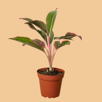 Potted Aglaonema Houseplant with red and green leaves on a peach background from House of Agave.