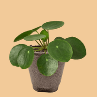 Potted pilea peperomiodies plant with round green leaves on a peach background.