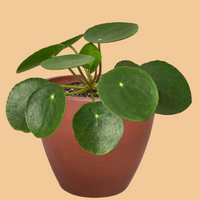 Potted Chinese Money plant with round green leaves in a terracotta pot on a peach background from House of Agave.