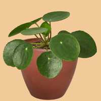 Potted Chinese Money plant with round green leaves in a terracotta pot on a peach background from House of Agave.
