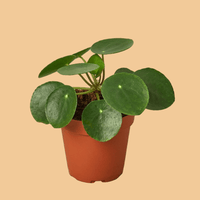 Potted Chinese Money plant with round green leaves on a peach background from House of Agave.