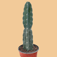 Potted Cuddly cactus plant on a beige background from House of Agave.