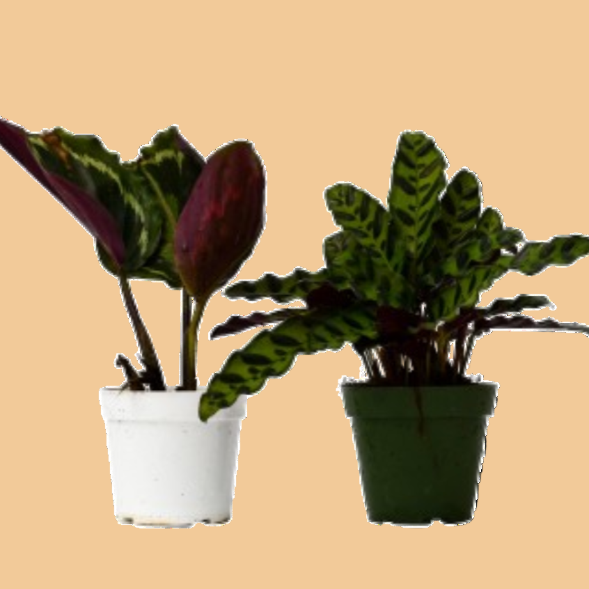 Calathea Plants Bundle | Tropical Houseplants