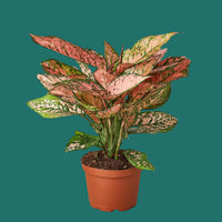 Potted Chinese Evergreen Lady Valentine plant with pink and green leaves on a green background from House of Agave.