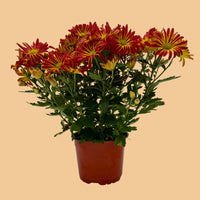 A potted cluster of chrysanthemums with red and yellow flowers and green foliage, in a terracotta-colored plastic pot, photographed against a plain light gray background.
