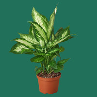 Potted green Dieffenbachia Camile houseplant on aplain background.