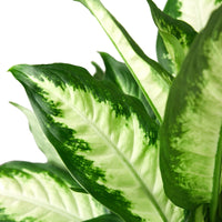 Close-up of green and white Dieffenbachia leaves with a blurred background.