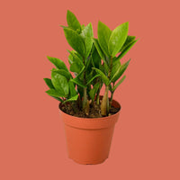 Potted ZZ plant with green leaves in a terracotta pot from House of Agave.