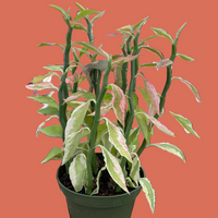 Potted EEuphorbia, Devil's Backbone variegated plant with green and pink leaves held against a plain background