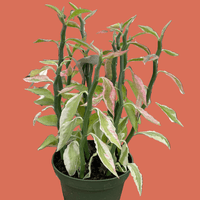 Potted EEuphorbia, Devil's Backbone variegated plant with green and pink leaves held against a plain background