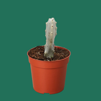 Potted Euphorbia lactea Dragon Bones cactus plant on a green background.