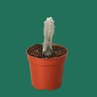 Potted Euphorbia lactea Dragon Bones cactus plant on a green background.
