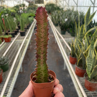 Potted Red Euphorbia held in front of a greenhouse with other plants.