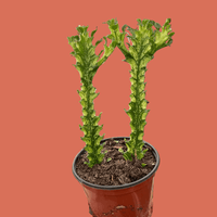 Potted Euphorbia plant with unique green leaves on a plain background.