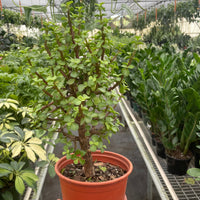 Potted plant held in a greenhouse setting with other plants in the background
