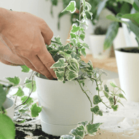 Person holding a potted English Ivy plant with green leaves in a blurred indoor setting.