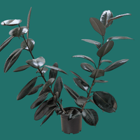 Potted FICUS ELASTICA BURGUNDY plant with dark green leaves on a green background from House of Agave.