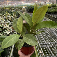 Person holding a potted Ficus Moonshine houseplant in a greenhouse setting.