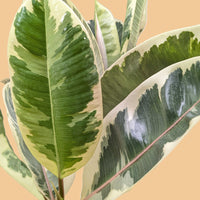 Close-up of a green and yellow leaf OF A FICUS TINEKE PLANT with a peach background by House of agave.