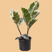 Potted FICUS TINEKE plant with green leaves on a peach background from House of Agave.
