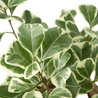 Close-up of a potted FICUS TRIANGULARIS plant with green and white leaves on a white background from House of Agave.