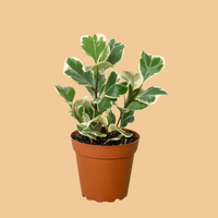 Potted FICUS TRIANGULARIS, OR TRIANGLE FICUS plant with green and white leaves on a white background from House of Agave.