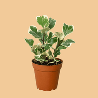 Potted FICUS TRIANGULARIS, OR TRIANGLE FICUS plant with green and white leaves on a white background from House of Agave.