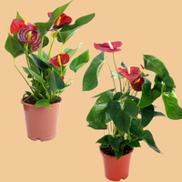 Two flowering Anthurium tropical plants with red petals on a peach background from House of Agave.