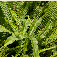 Boston Fern