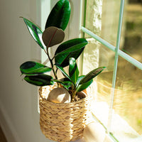 FICUS ELASTICA BURGUNDY OR RUBBER TREE plant in a woven basket on a windowsill with natural light.