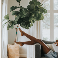 Fiddle leaf fig tree and legs