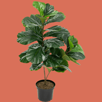 Ficus lyrata Fiddle Leaf Fig