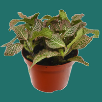 Potted Fittonia Pink Nerve plant with variegated leaves on a green background.