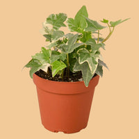 Potted English Ivy plant with green leaves in a terracotta pot on a peach background.