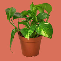 Potted Golden Pothos plant with green leaves on a peach background.