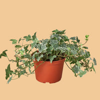 Potted ENGLISH IVY plant with green leaves on a peach background by House of Agave.